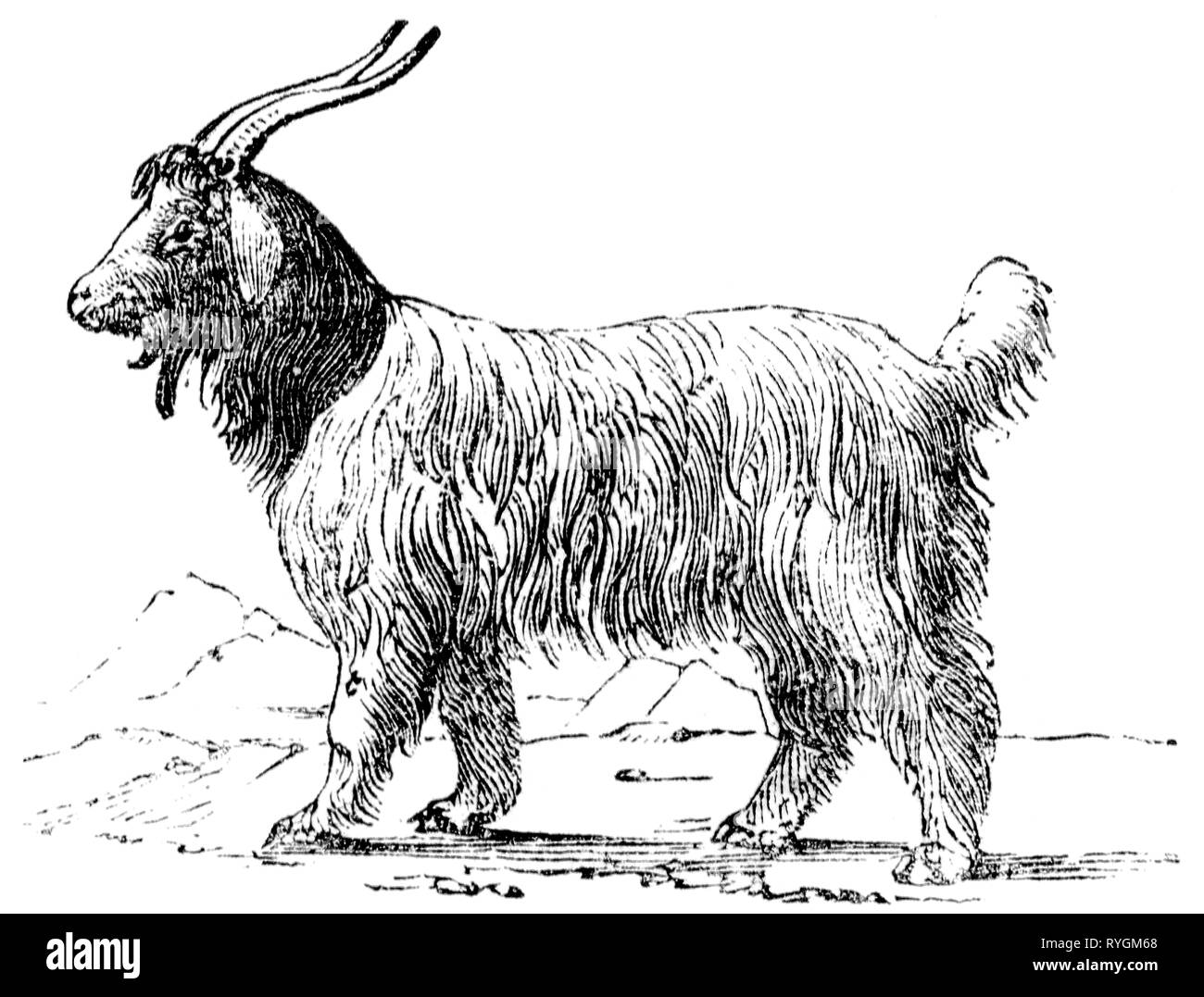 Holz graviert Illustration, von der "Schatzkammer der Natur" von Samuel Maunder, veröffentlicht 1848 Stockfoto