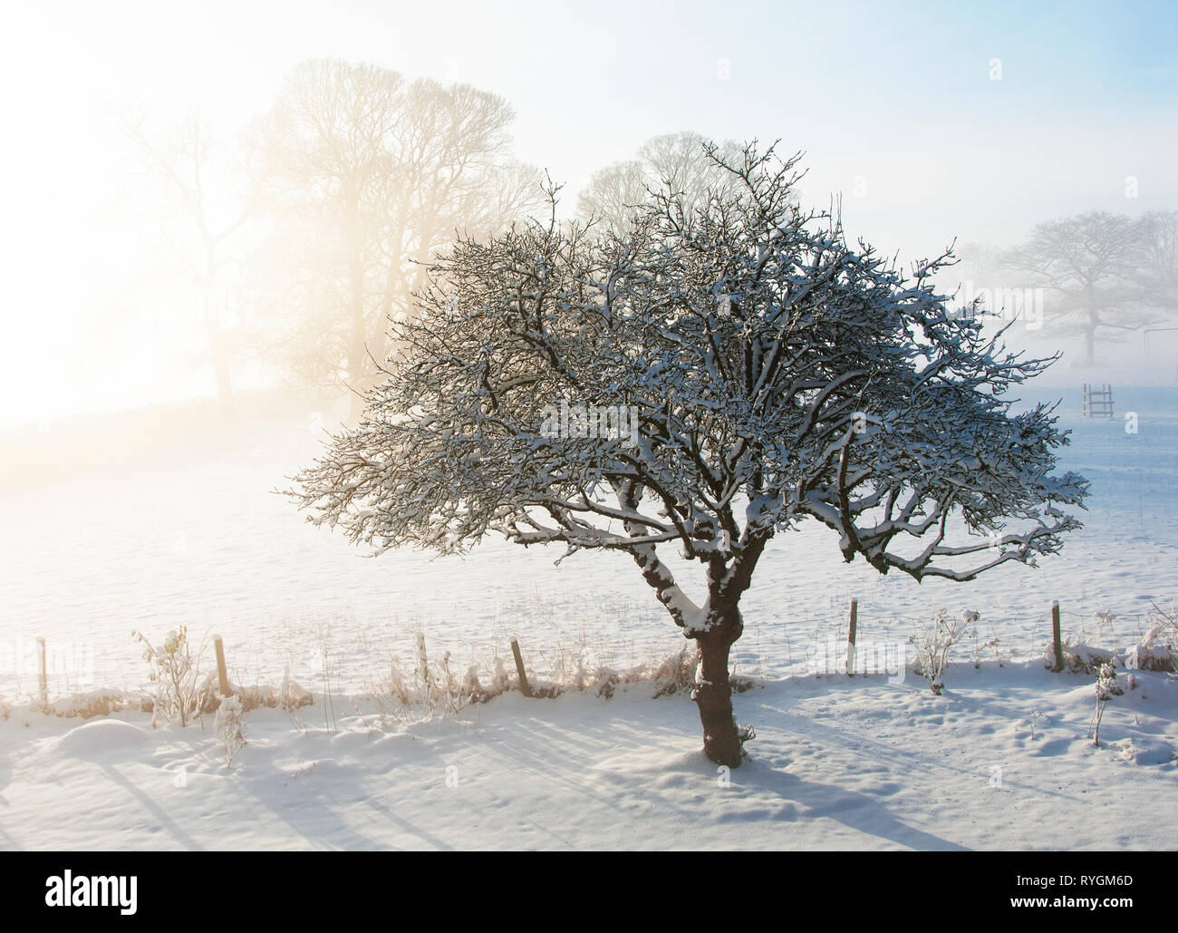 Winter Beschichtung von Schnee auf dem alten Apfelbaum 'Winston' als die Sonne scheint durch die frühen Morgennebel Stockfoto