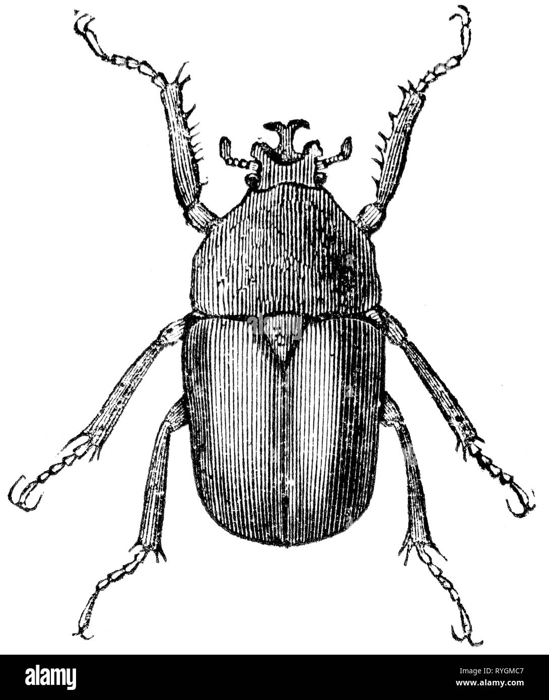 Holz graviert Illustration, von der "Schatzkammer der Natur" von Samuel Maunder, veröffentlicht 1848 Stockfoto