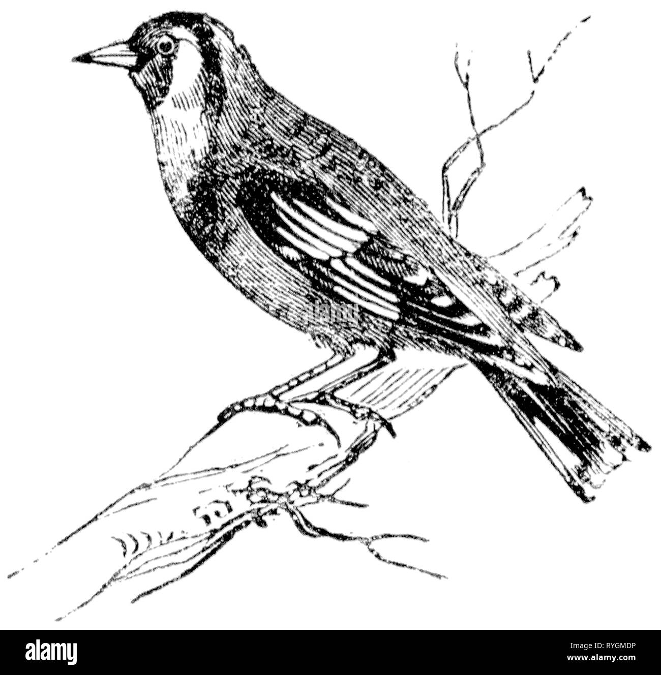 Holz graviert Illustration, von der "Schatzkammer der Natur" von Samuel Maunder, veröffentlicht 1848 Stockfoto
