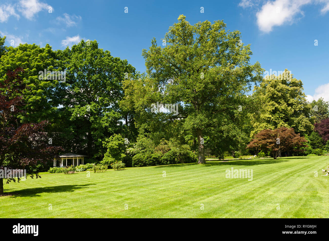 Bäume von Rasen Stockfoto