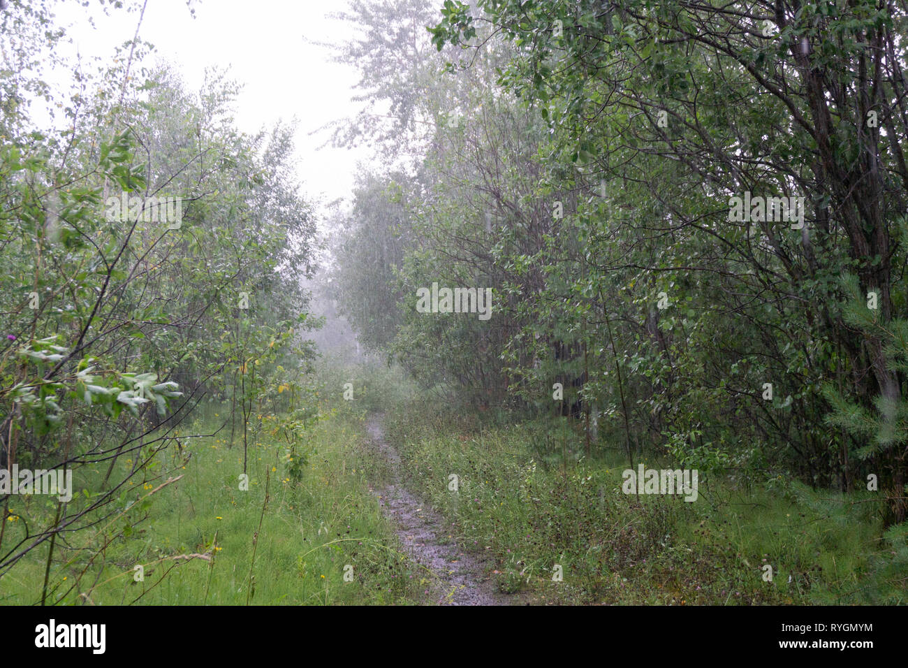 Eine Brücke im Regenwald Sommer exotische Stockfoto