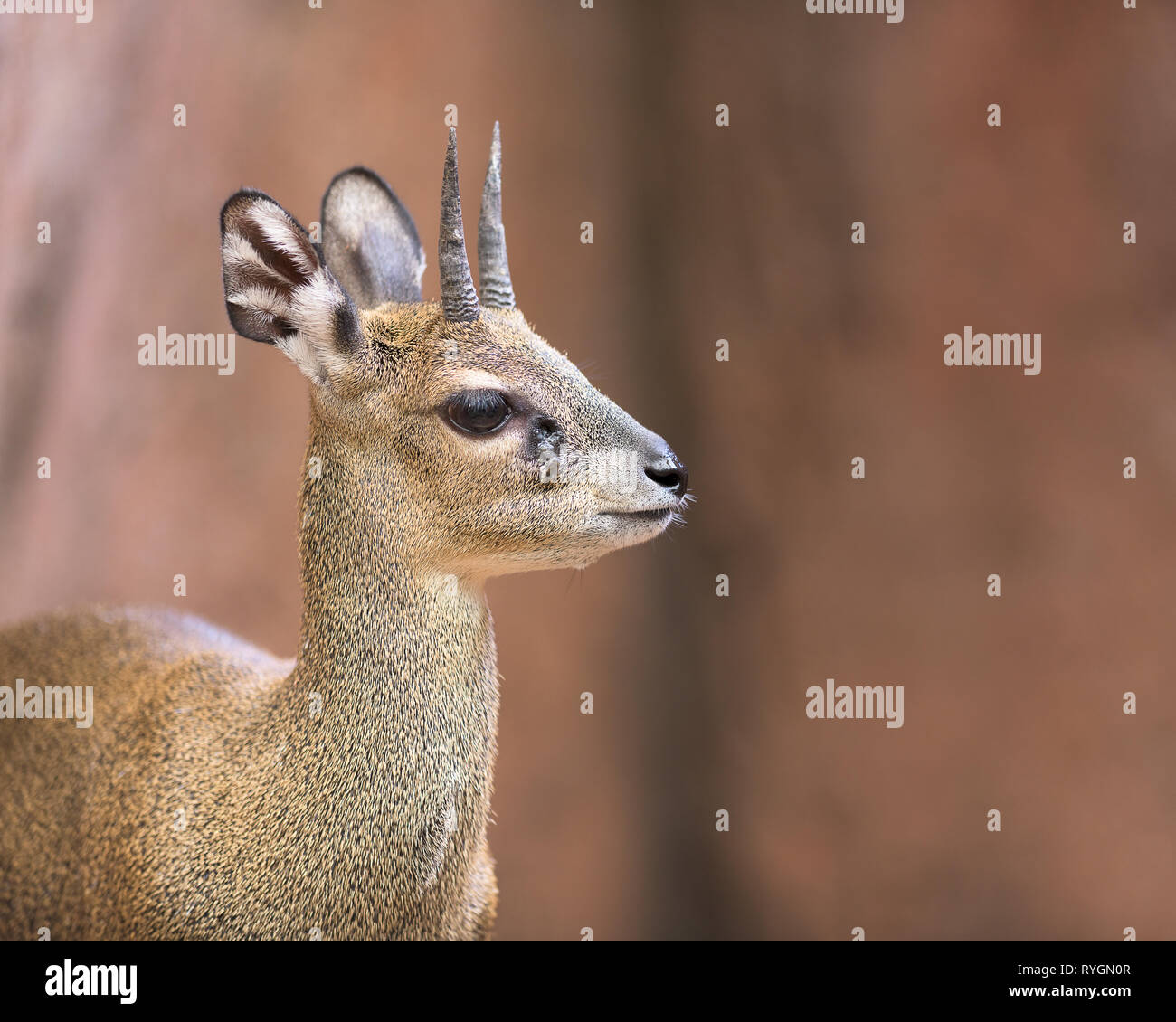 Klippspringer (Oreotragus oreotragus) oder eine kleine Antilope Closeup Portrait Stockfoto