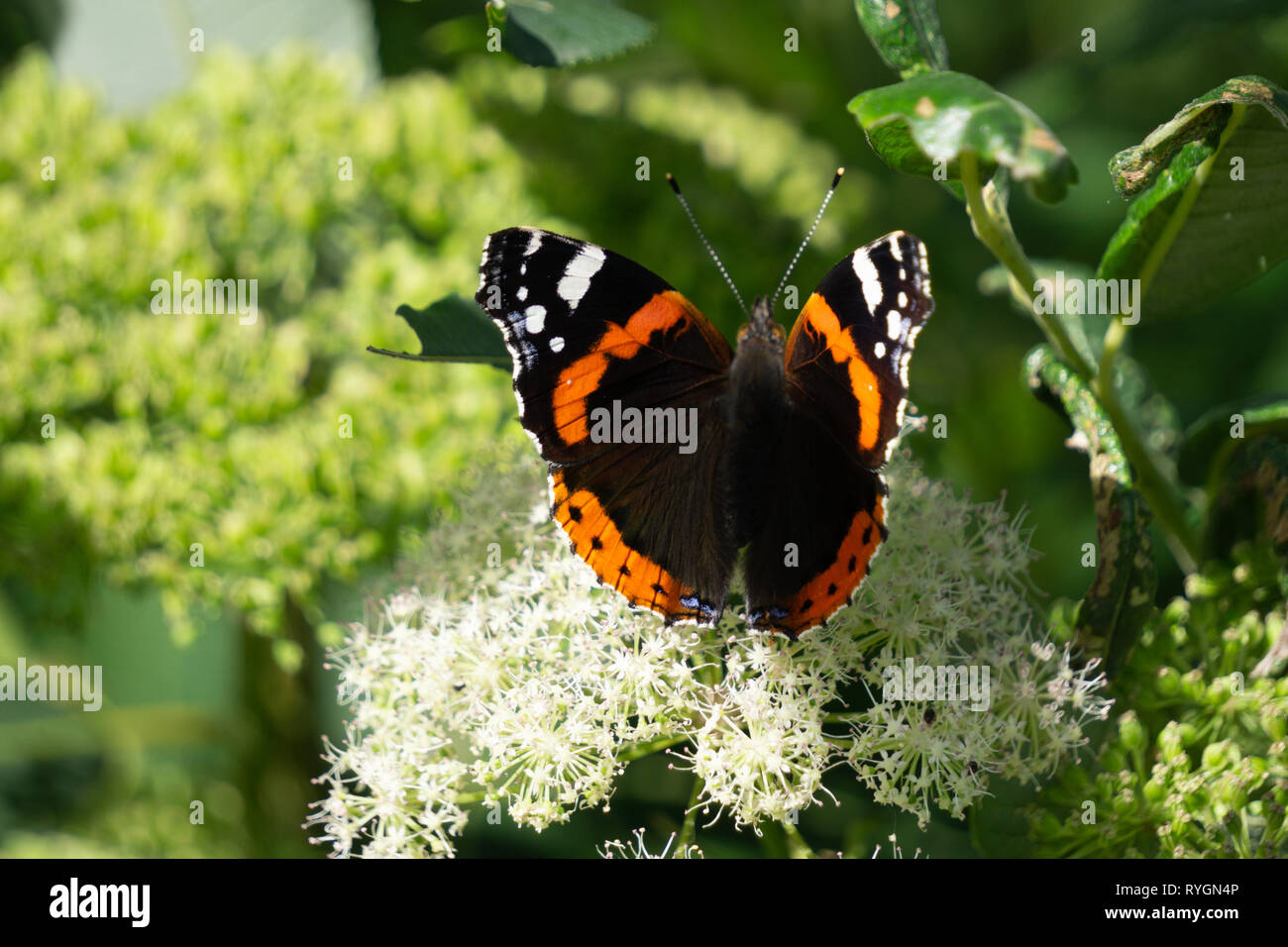 Schmetterling mit Blume. Red Zenia und Schmetterling Urtikaria Stockfoto