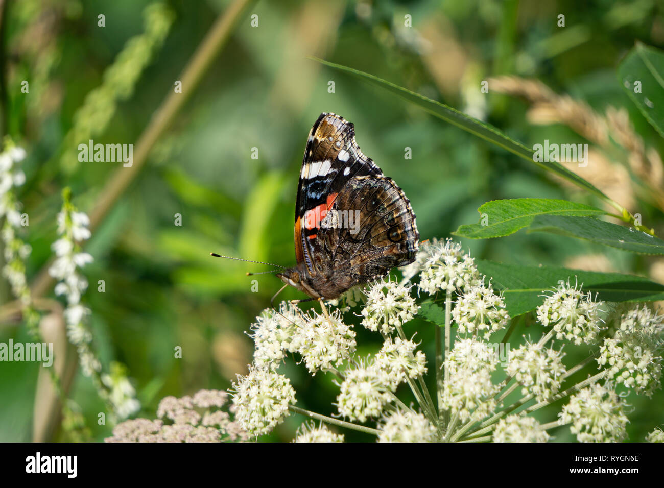 Schmetterling Urtikaria auf weißem Hintergrund Tag Flora Stockfoto