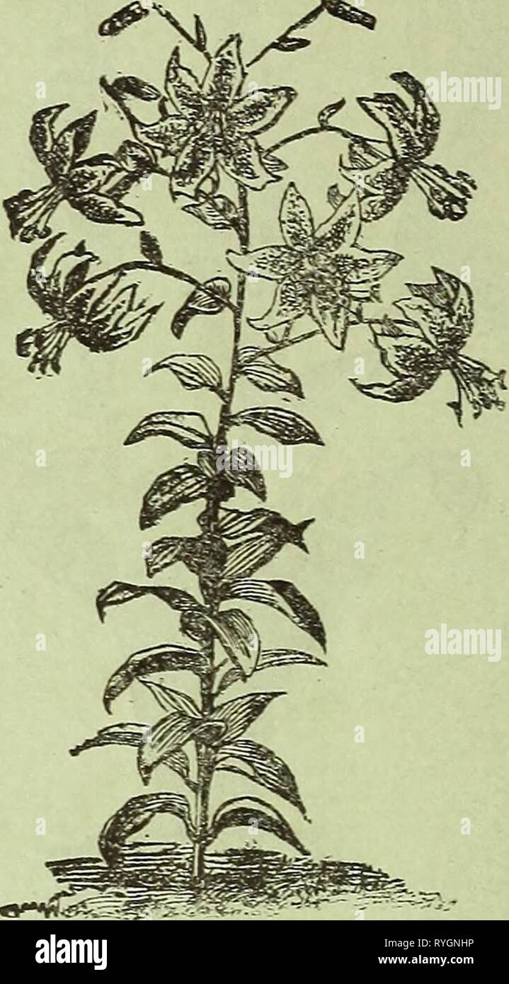 Niederländische Lampen & Blume Wurzeln: Kleine Früchte und Verbrauchsmaterialien, Anlagen für winterblüher, Samen für den Herbst Aussaat, etc. zum Verkauf an Peter Henderson&Co. Same Store, 35 Cortlandt Street, New York dutchbulbsflower 18 pete Jahr: 1875 Lilium Candidum. Pagje 12. Lilium Lancifolium. Seite 12. Cfowii Irqperictl ^. fTATELY, altmodisch, Frühling - blühende Pflanzen, mit Clustern von Anhänger glockenförmigen Blüten, mit einem Büschel von grünen Blättern überwunden; sehr Effekt-Ive in gemischten Grenzen, Gebüsche und Zentren der Betten. Sie schaffen es auch in jedem Boden. Werk die Zwiebeln etwa vier Zentimeter tief, und ein Fuß auseinander. E Stockfoto