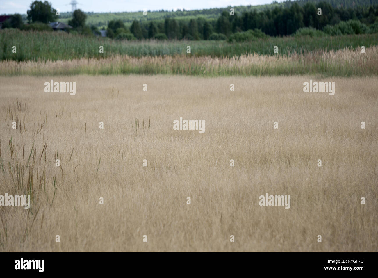 Tropfen Regen auf trockenem Gras morgen Zierpflanzen Stockfoto