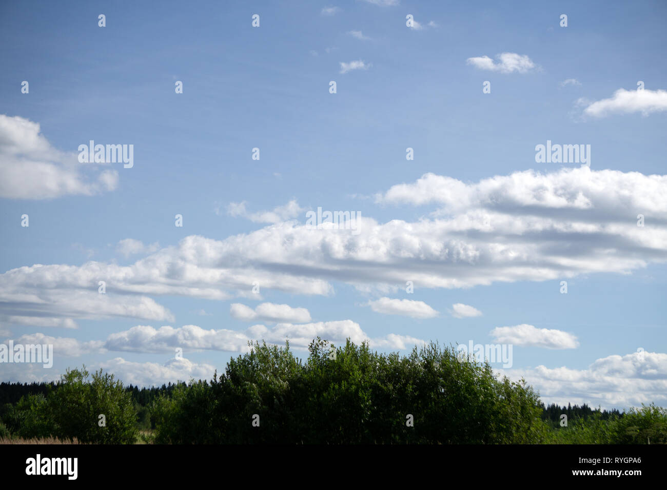 Eine flauschige Decke von Gras in den blauen Himmel über den Baumwipfeln Stockfoto