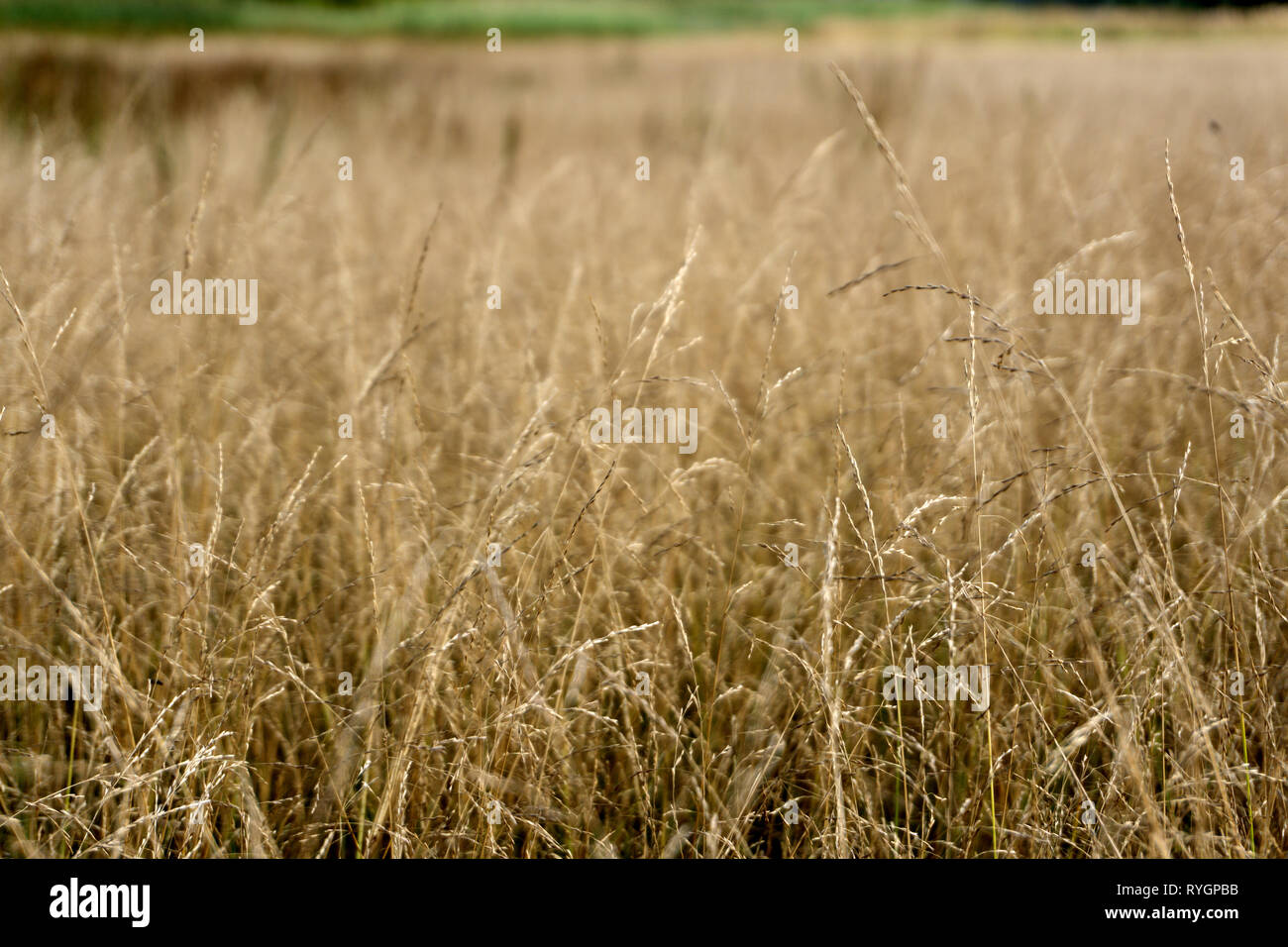Schönen Hintergrund mit flauschigen trockenes Gras im Herbst Feld Stockfoto