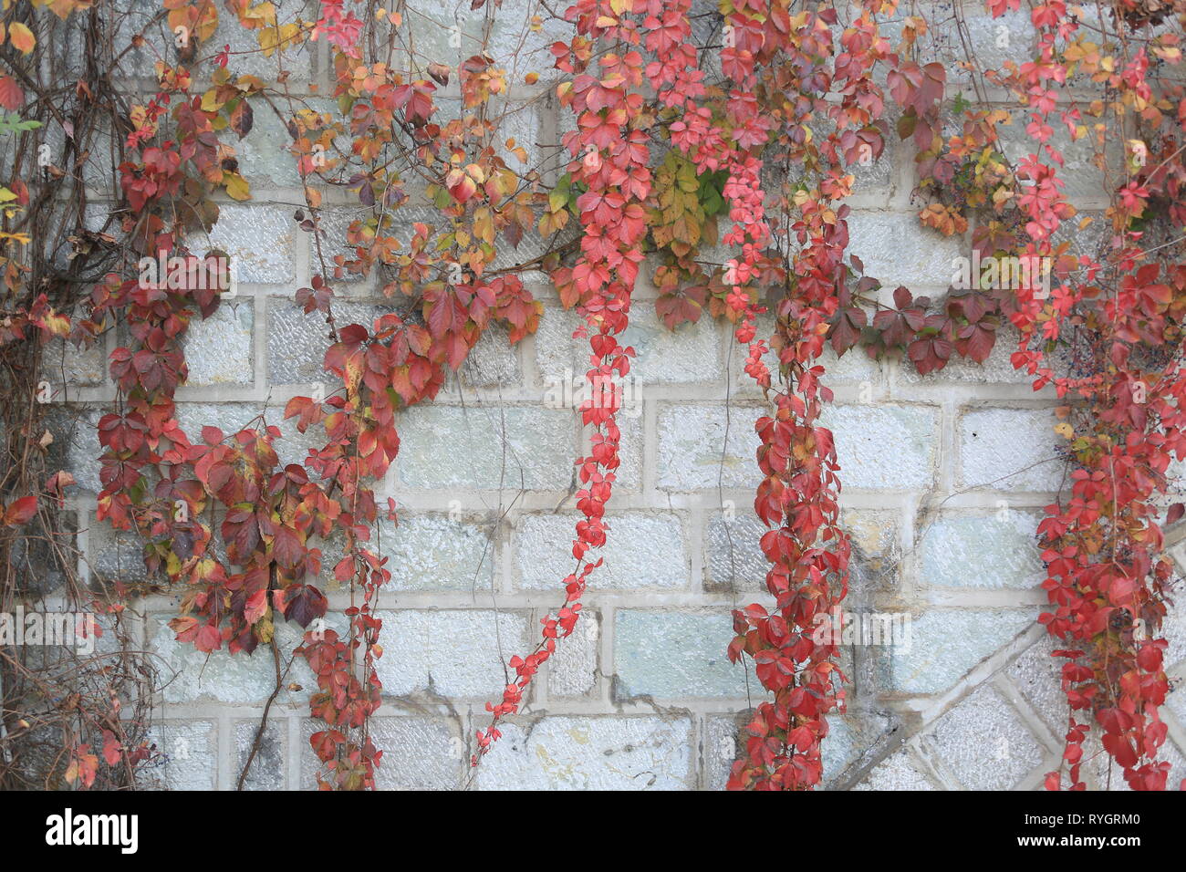 Helle hängende Blätter, Liaocheng City, Provinz Shandong, China. Stockfoto