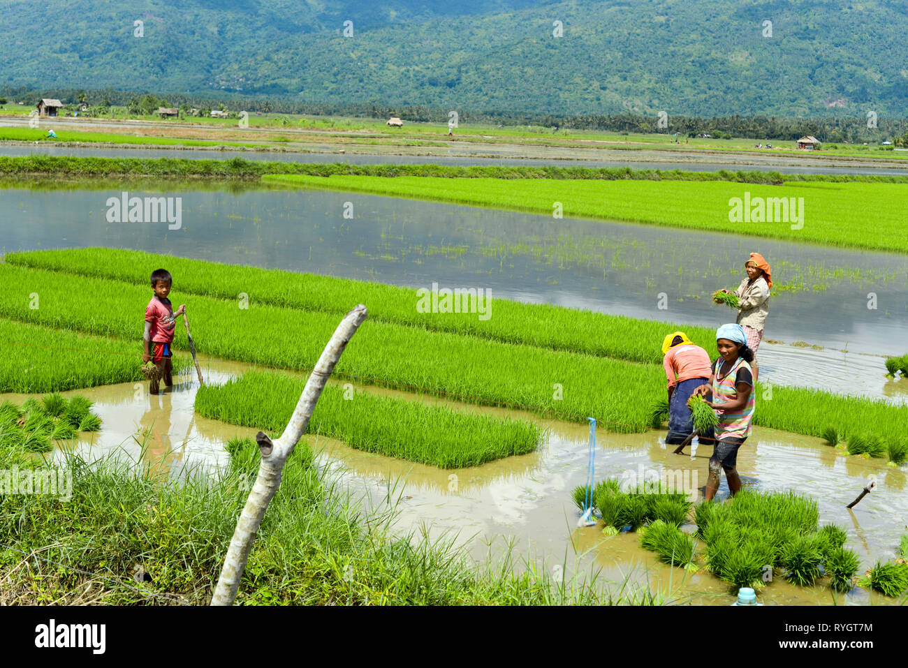 Die manuelle Arbeit im philippinischen Reisfeldern von Mindoro Stockfoto