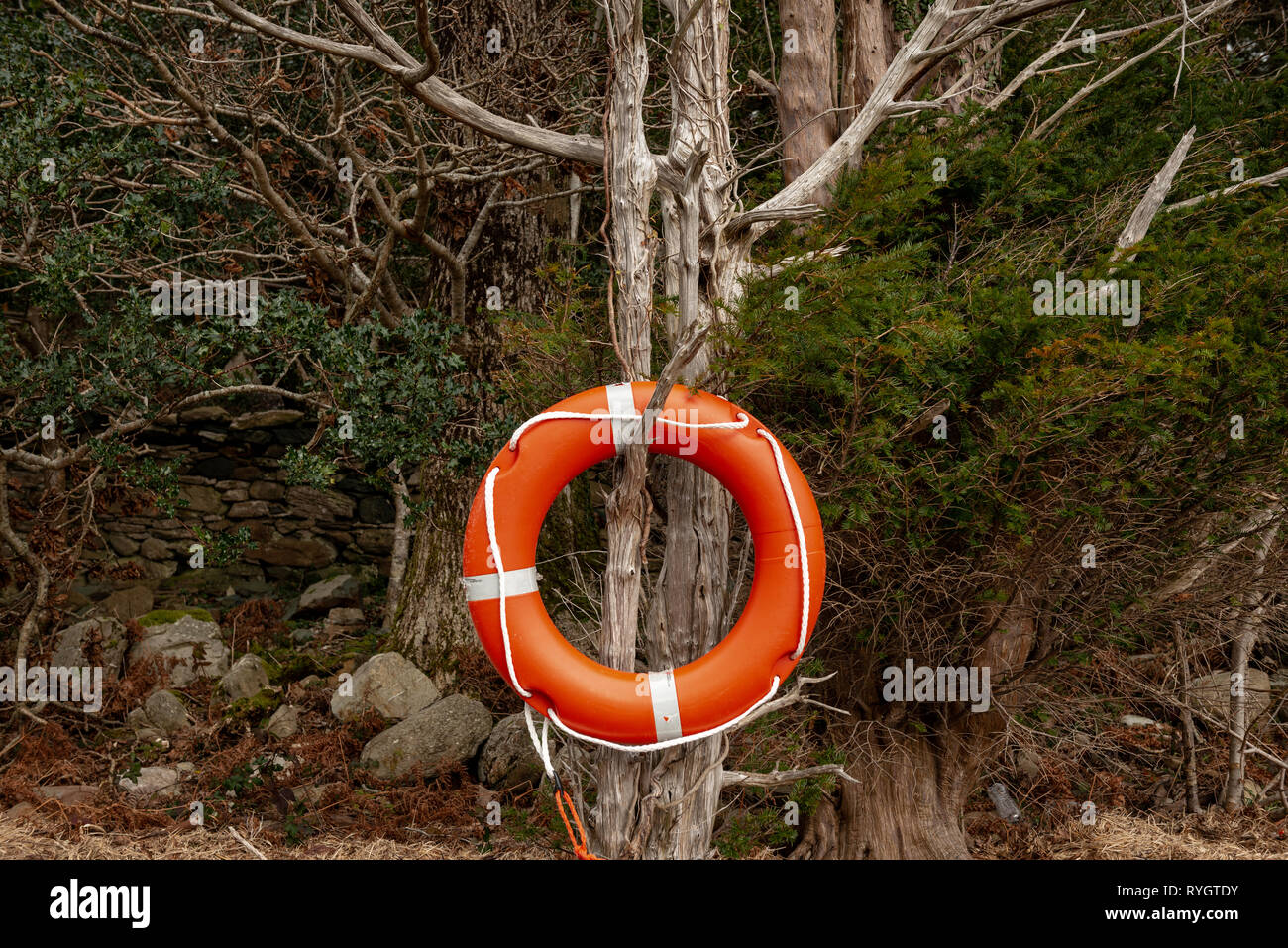 Runder orangefarbener Rettungsring, der ungewöhnlich auf einem trockenen Baum im Killarney National Park, County Kerry, Irland, positioniert ist Stockfoto