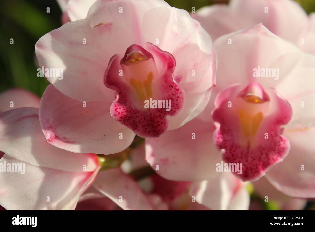 Schillernde Cymbidium orchid hybrid Blume. Stockfoto