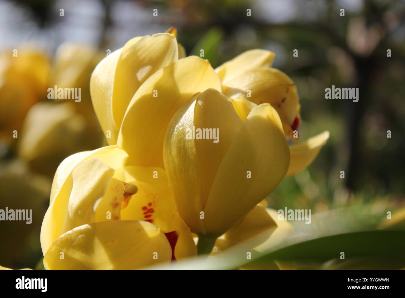 Blendend helle gelbe Cymbidium orchid hybrid Blume. Stockfoto