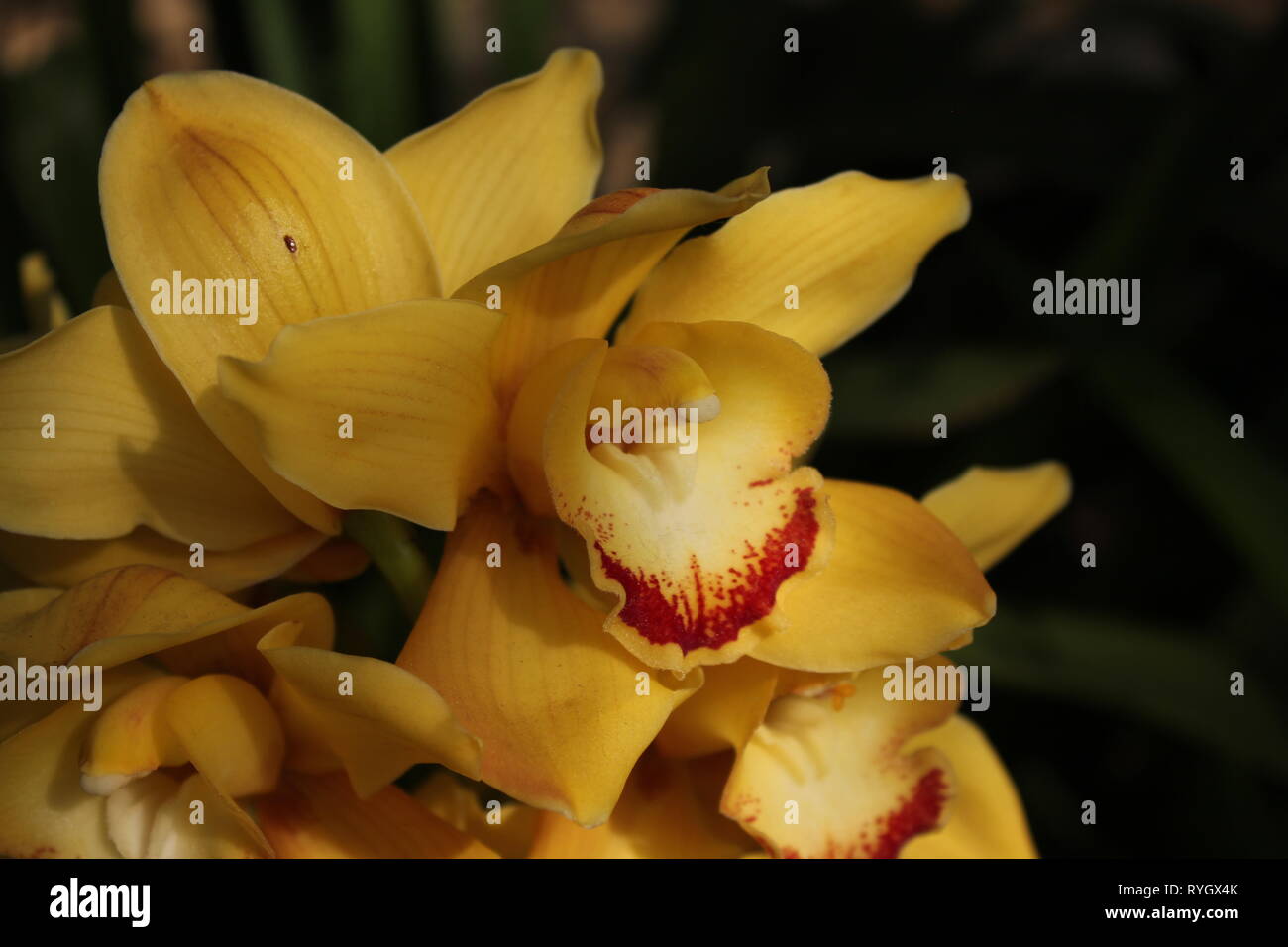 Blendend helle gelbe Cymbidium orchid hybrid Blume. Stockfoto