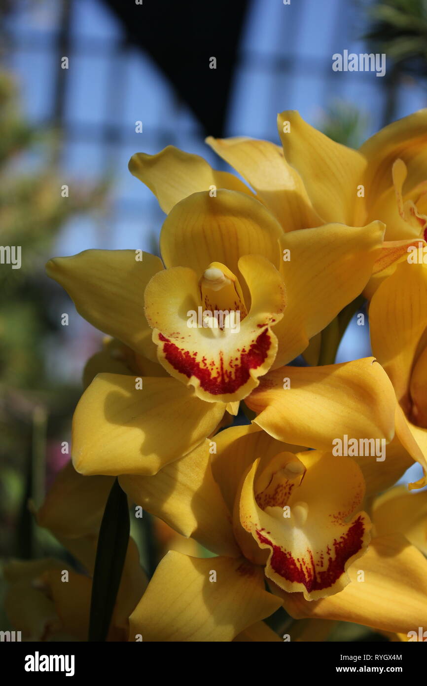Blendend helle gelbe Cymbidium orchid hybrid Blume. Stockfoto