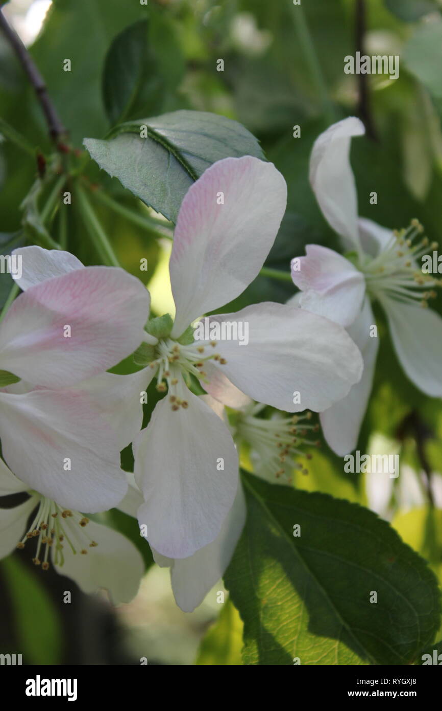 Prunus subhirtella, Prunus pendula, Prunus autumnalis, Winter flowering cherry, Cherry, Cherry, oder Higan rosebud Kirsche. Stockfoto