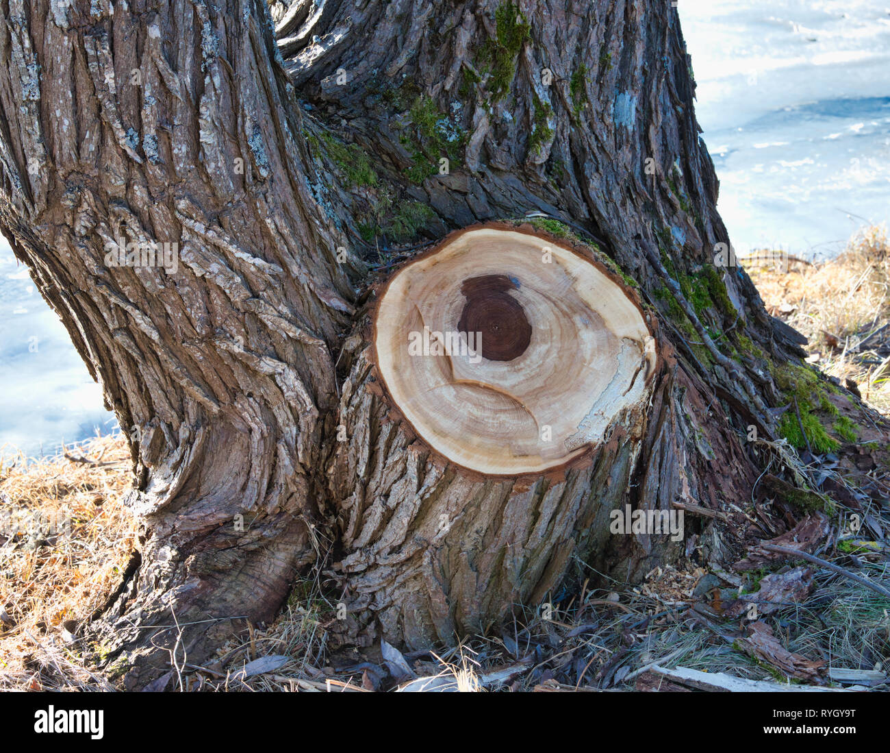 Baum mit Ast gesägt, Schweden, Skandinavien Stockfoto