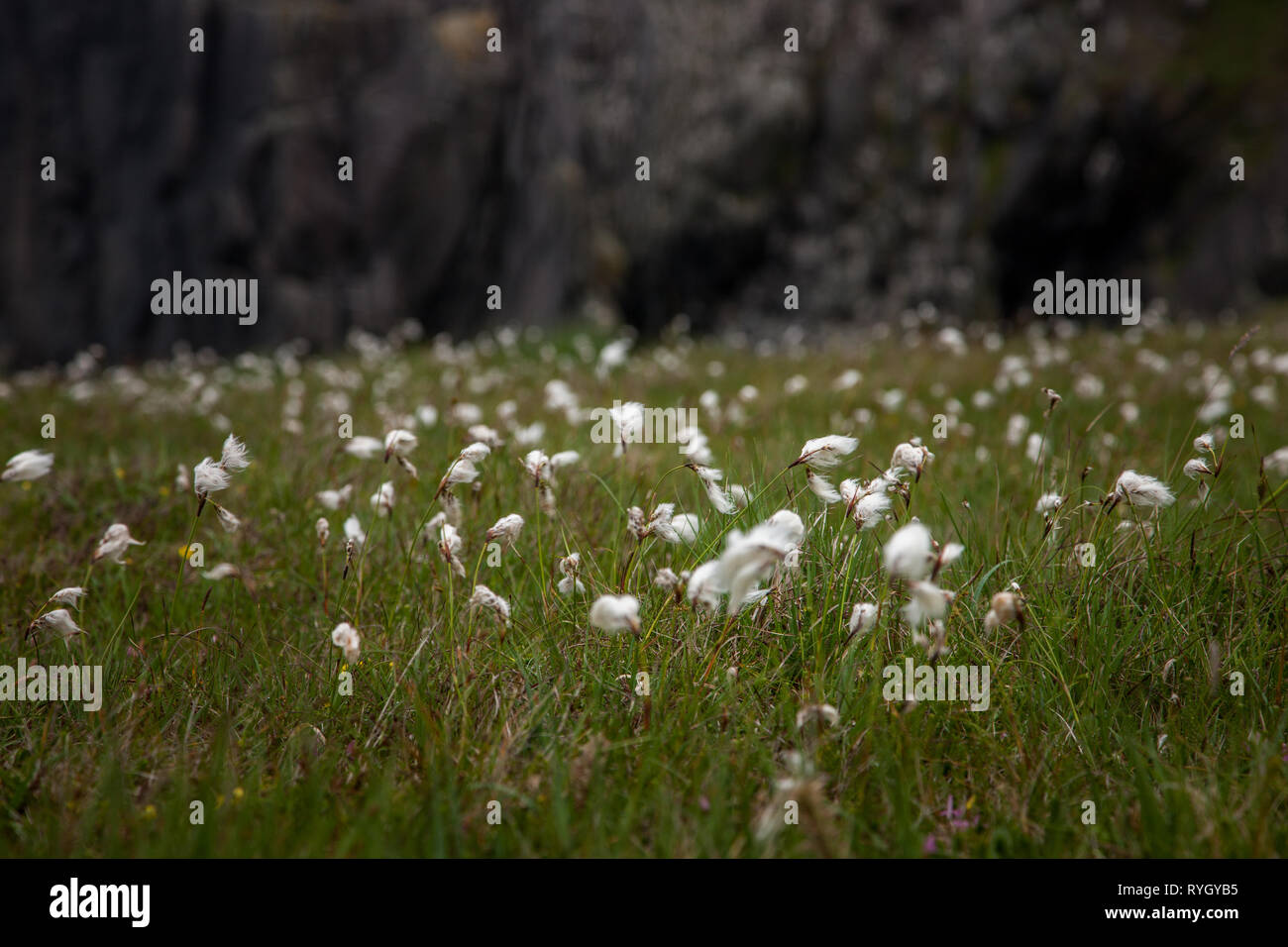 Dursey Island, Cork, Irland. 12. Juni 2016. 08/15 Baumwolle auf der Seite einer Straße auf dursey Island, Co Cork, Irland. Stockfoto