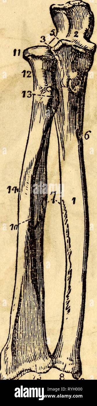 Elementare Anatomie und Physiologie: für Hochschulen, Akademien und andere Schulen elementaryanato 00 hitc Jahr: UND PHYSIOLOGIE 1869. 59, wenn sie ihrer Zusammensetzung ein Drehpunkt; Bild. *5 - eine Instanz in der durch Drehen einer Schraube gesehen, oder in die Entriegelung der Türen. Von diesen zwei Knochen Elle Arti-culates mit der oberarmknochen, form-ing nur eine ligamentous Union mit den Knochen des Handgelenks. Es ist in der Form prismoid und ist angespannt Form auf seiner pro Extremität, so dass es die Union macht zwischen it-a selbst und der humerus sehr sicher. Das Wort Ulna ist ein lateinischer Begriff, die einen Ell, da t Stockfoto