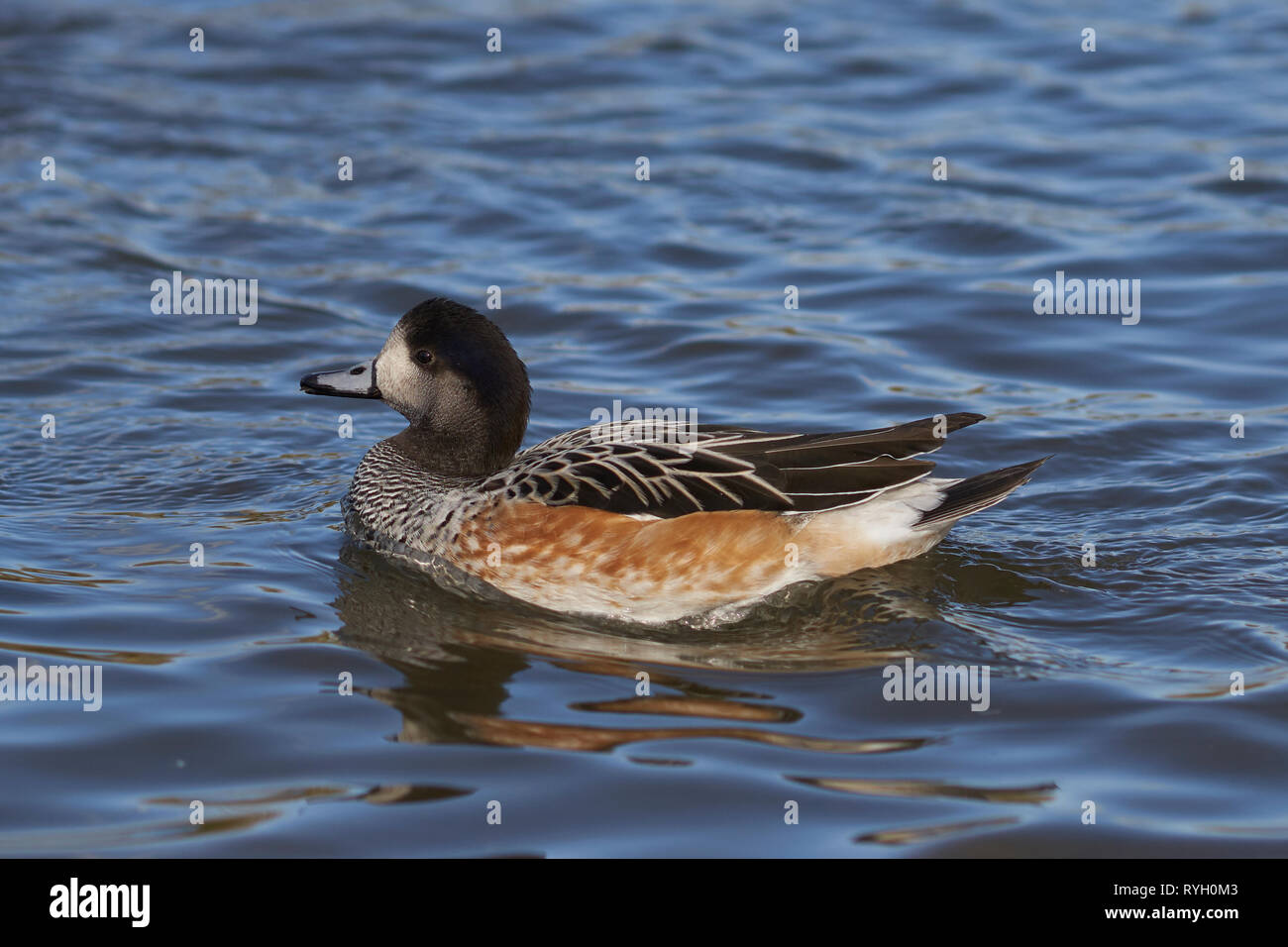 Single Chiloe Pfeifente (Mareca sibilatrix) Schwimmen auf einem Teich an Slimbridge in Gloucestershire, Vereinigtes Königreich Stockfoto