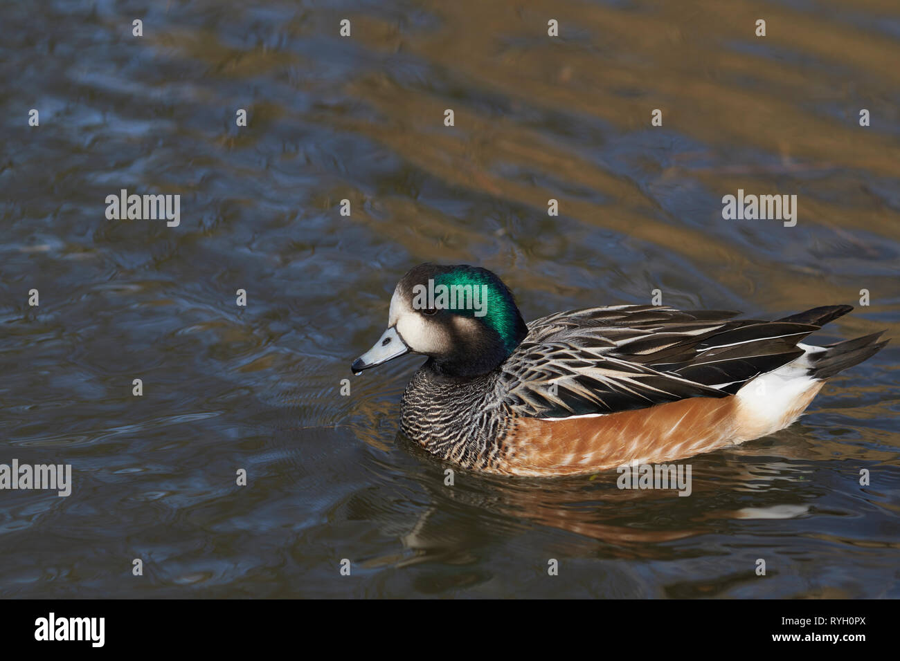 Single Chiloe Pfeifente (Mareca sibilatrix) Schwimmen auf einem Teich an Slimbridge in Gloucestershire, Vereinigtes Königreich Stockfoto