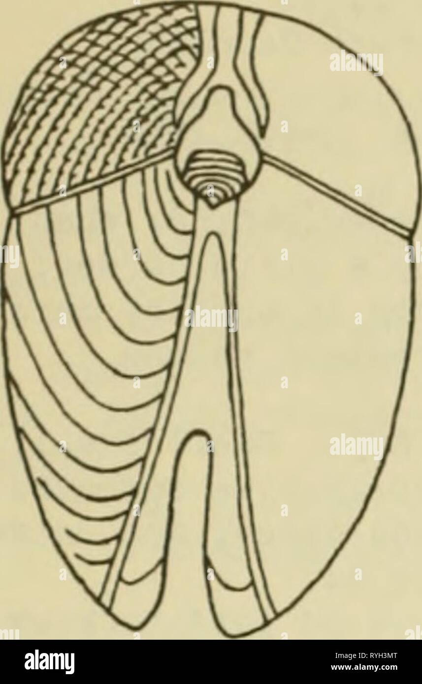 East Coast Marine Muscheln; Beschreibungen von Shore Muscheln zusammen mit vielen Leben unter tide Mark, von Maine zu Texas inclusive, insbesondere Florida eastcoastmarines 00 Rom Jahr: 1937 70 EAST COAST MARINE MUSCHELN IIARTESIA C/JIIBAEA Orbigny. Shell weitgehend keilförmig, am vorderen Ende der feinen Wellenlinien aufgeblasen; pos-terior Hälfte durch kleine- tric lindulations und Wachstum Linien markiert. Länge 9-17 mm. 1904 C. W. Johnson sammelte diese Shell in sanften Ar tificial Kalk- Stein aus der wa-ter Batterie in St. Augustine. Es hat nur Aufzeichnen - ed aus Kalkstein, oder langweilig in geräuschfragmenten. Stockfoto