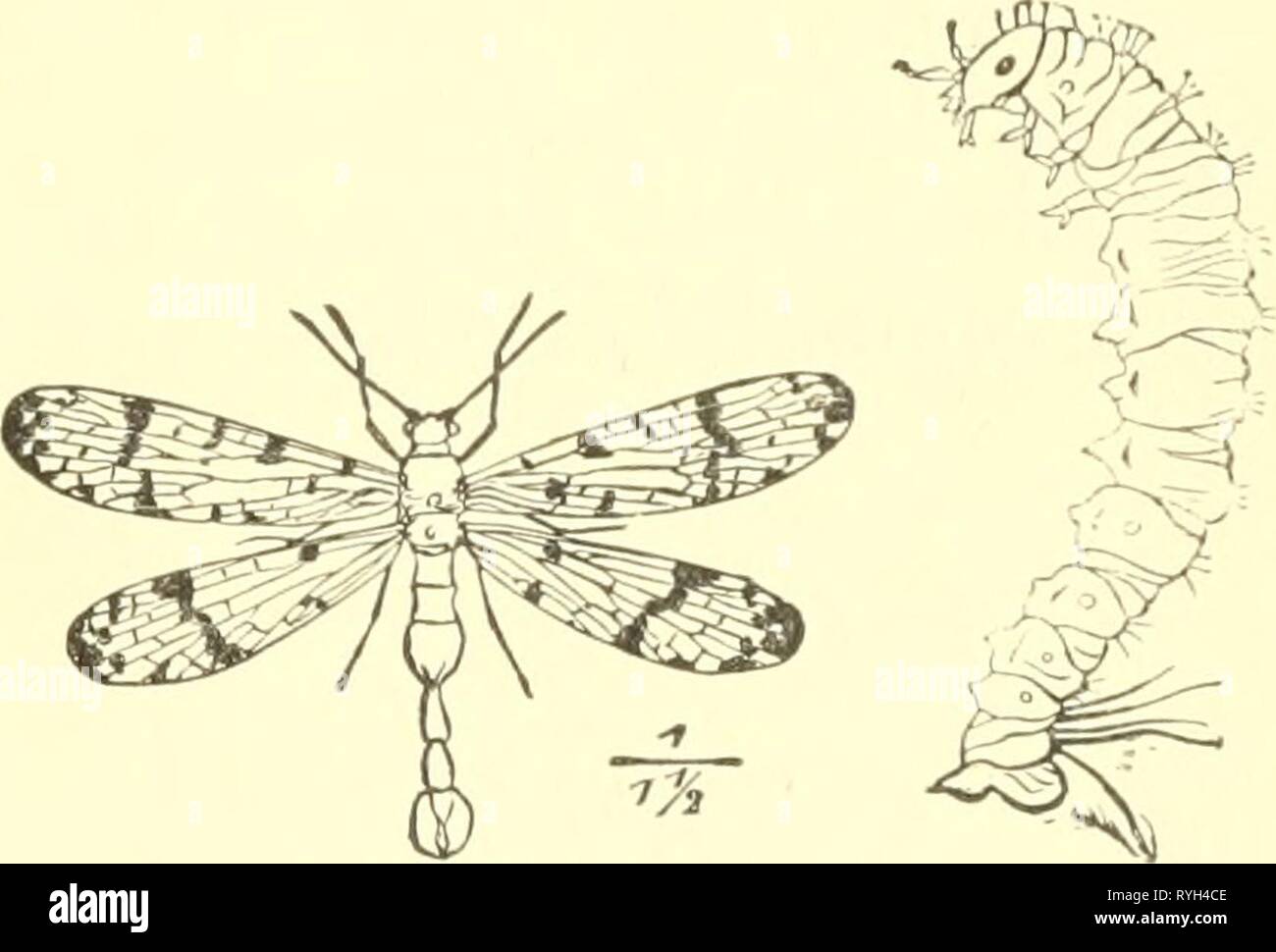 Ökonomische Entomologie für den Landwirt und der Obstbauer, und für die Verwendung als Text-Buch in der landwirtschaftlichen Schulen und Hochschulen; economicentomolo 00 smit Jahr: 1906 Mantispa Arten. - sie zeigen die Beine und Körper von der Seite. Eine Panorpa oder Scorpion - Fliegen und deren Larven. Was wie der Stachel eines Skorpions, und von dieser der gemeinsame Name ist abgeleitet. Tatsache ist, dass die Insekten sind völlig harmlos, andere ihrer Art zu sparen, denn Sie räuberisch sind. Die Gattung Bittaciis schmaler Winged, mit ungewöhnlich lange Beine, etwas, das wie ein Kran - Fliegen auf den ersten Blick. Arten, die zur Gattung Bor Stockfoto