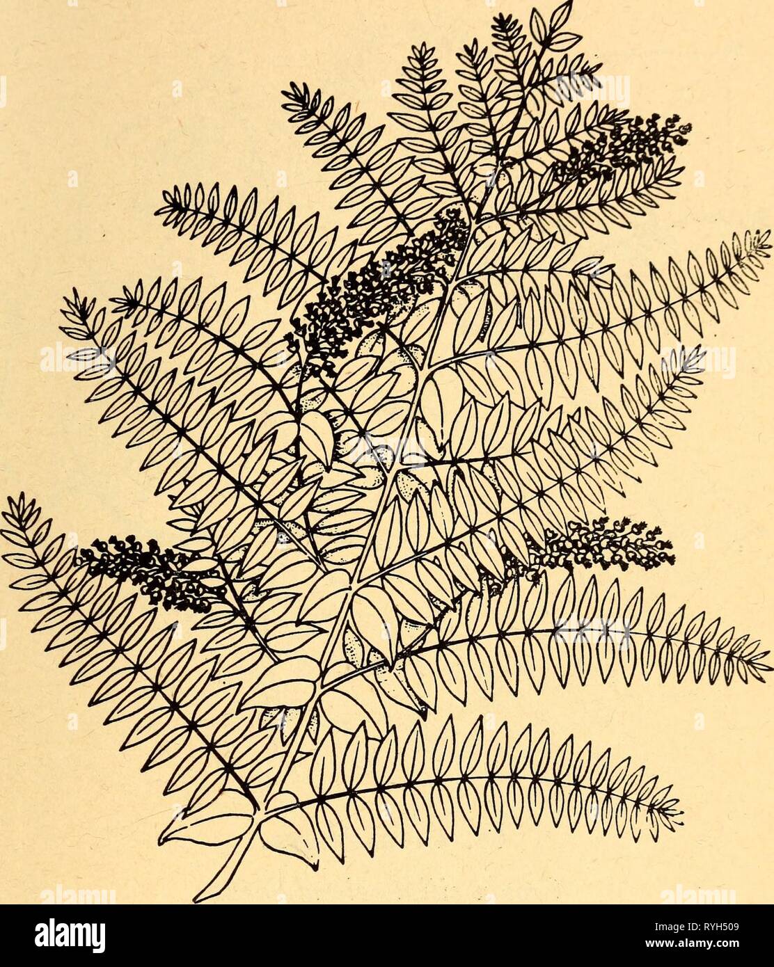 Essbare und giftige Pflanzen der Karibik ediblepoisonousp 00 Dahl Jahr: 1944 85 67. Moco Tinto. Coriaria thymifolia Gift Der Moco tinto Bush von Guatemala kleine hat, saftig rot-pur-ple Beeren, ziemlich attraktiv aussehen, damit die Menschen versucht sind, sie zu essen, aber sie sind gefährlich giftig. Sie sind in den Bergen von Guatemala, wo Sie meist auf 7.000 bis 8.000 Meter wächst, aber selten in Costa Rica gefunden. Die Bush-regierung ist oft so groß wie 6 Fuß und hat sich verbreitet - ing oder recurved Stämme und Äste mit viele kleine Blätter, fern - wie in Erscheinung. Seine kleine rot-pur Stockfoto