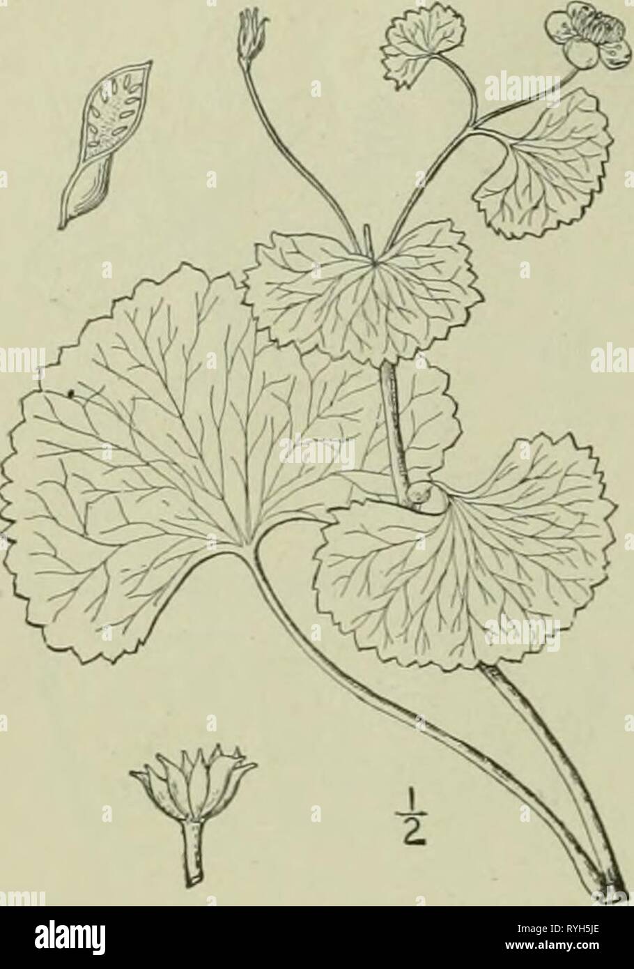 Eine Illustrierte Flora von der nördlichen USA, Kanada und die britischen Besitzungen: von Neufundland zu den Parallelen der südlichen Grenze von Virginia und vom Atlantik westwärts nach dem 102 Meridian ed2illustratedflo 02 brit Jahr: 1913 RANUNCULACEAE. Caltha flabellifolia Pursh. Berg Sumpf - Ringelblume. Abb. 1854. Caltha flabellifolia Pursh, Fl. .^ m. Sept. 390. 181,1 flabellifolia T&G Fl. N. A. schwach, schlanke, liegend oder Aufsteigend, i° II° lange, kahl. Basalen Blätter 2-4' breit, lang - petioled, flabelliform oder reniform, mit einem weiten, offenen Sinus; die obere sessile oder sh Stockfoto