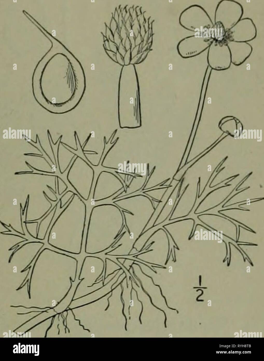 Eine Illustrierte Flora von der nördlichen USA, Kanada und die britischen Besitzungen: von Neufundland zu den Parallelen der südlichen Grenze von Virginia und vom Atlantik westwärts nach dem 102 Meridian ed2illustratedflo 02 brit Jahr: 1913 CROVVl - OOT-Familie. 105 Ranunculus delphinifolius Torr. Gelbe Water-Crowfoot. Abb. 1895. Ranunculus mullifidus Pursh, Fl. Standort. Sept. 736. 1814. Xot Forsk. 1775. R. delphinifolius Torr.; Eaton, Mann. Ed. 2, 395 - 1818. Ranunculus lacuslris Beck & Tracy, N.Y., Med. und Phys. Journ. 2: 112. 1823. R. Erythea missouriensis Greene, 3:20. 1895. Aquat Stockfoto
