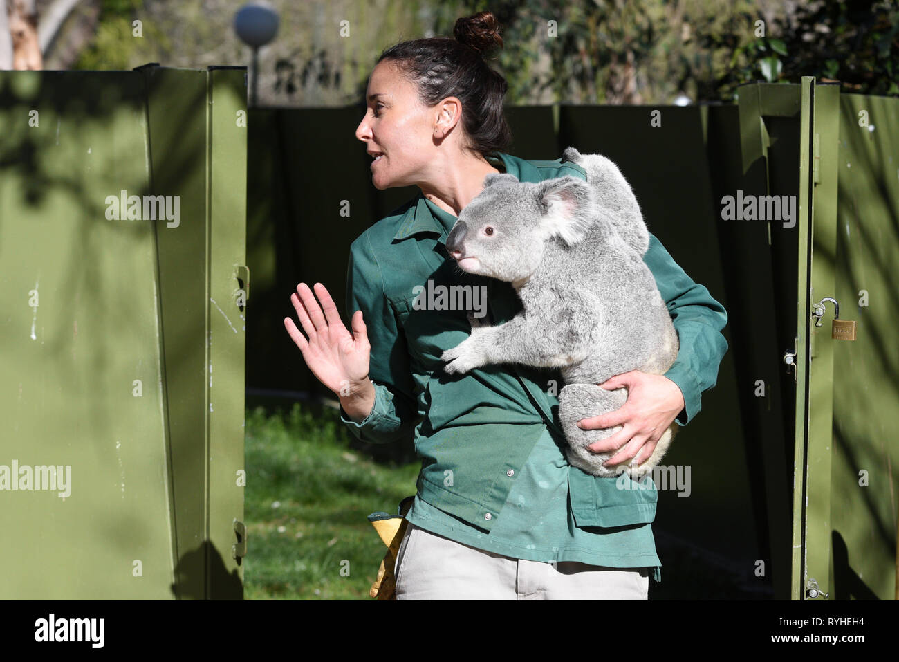 Die 3 Jahre alte männliche Koala" Ramboora' ist mit seinem Keeper im äußeren Gehäuse am Zoo Madrid, wo die Temperaturen bis 20 Grad in den Nachmittagsstunden erreicht. In Spanien Wetter Agentur sagte AEMET Rekordtemperaturen für den Monat März in einigen Provinzen des Landes zu erwarten sind. Nach AEMET, Februar 2019 war einer der heißesten Monate auf der Aufzeichnung für die Spanien. Stockfoto