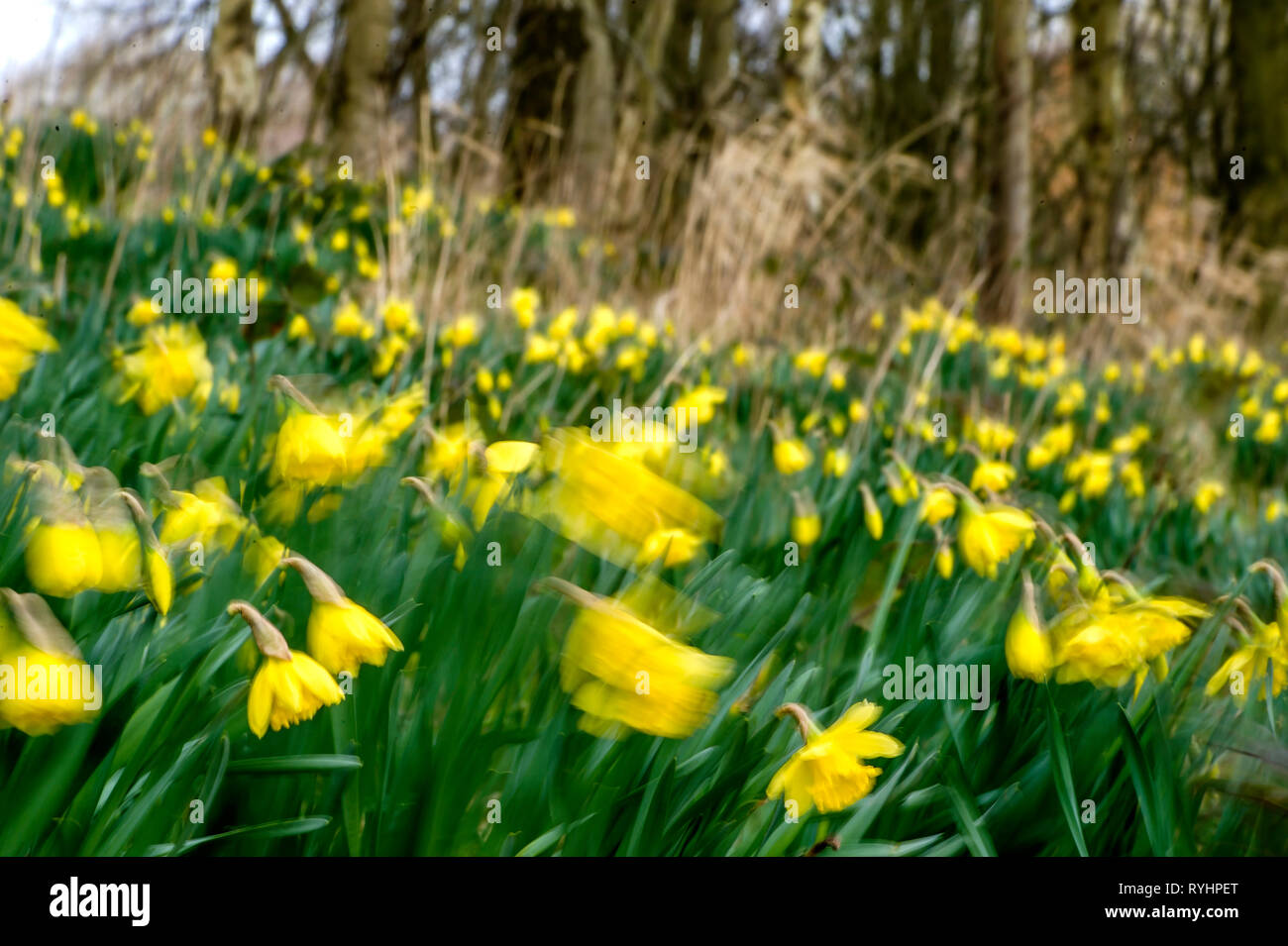 Bolton, Lancashire. 14. Mär 2019. UK Wetter: einem blustery Tag für die Narzissen in Mose Gate Country Park, Bolton, Lancashire. Das wechselhafte Wetter soll bis zum Wochenende im Nordwesten von England, um fortzufahren. Bild von Paul Heyes, Donnerstag, März 14, 2019 Credit: Paul Heyes/Alamy leben Nachrichten Stockfoto