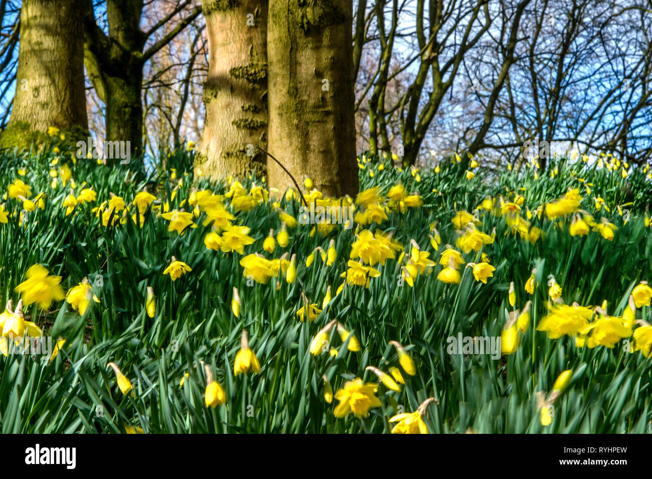 Bolton, Lancashire. 14. Mär 2019. UK Wetter: einem blustery Tag für die Narzissen in Mose Gate Country Park, Bolton, Lancashire. Das wechselhafte Wetter soll bis zum Wochenende im Nordwesten von England, um fortzufahren. Bild von Paul Heyes, Donnerstag, März 14, 2019 Credit: Paul Heyes/Alamy leben Nachrichten Stockfoto