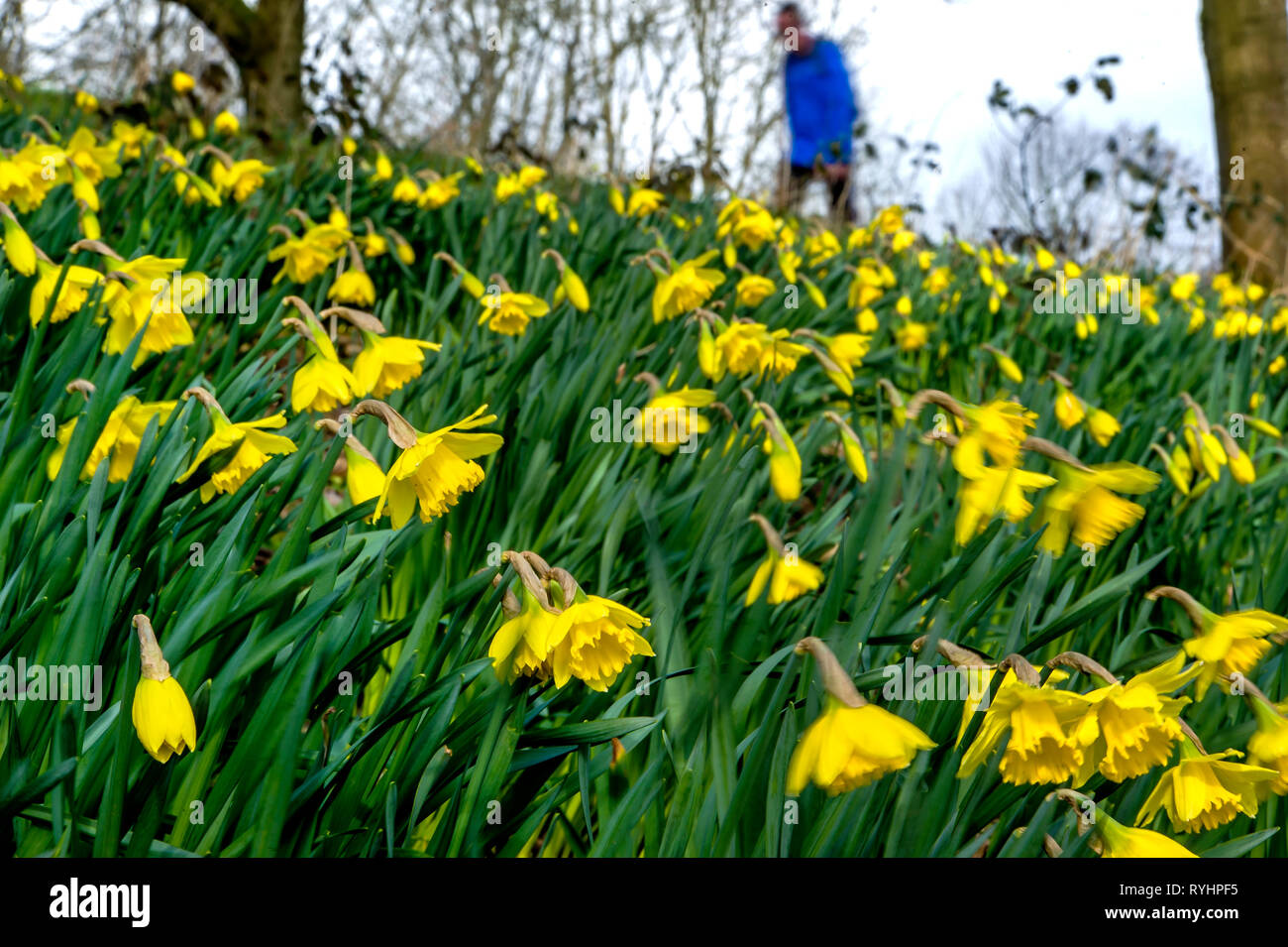 Bolton, Lancashire. 14. Mär 2019. UK Wetter: einem blustery Tag für die Narzissen in Mose Gate Country Park, Bolton, Lancashire. Das wechselhafte Wetter soll bis zum Wochenende im Nordwesten von England, um fortzufahren. Bild von Paul Heyes, Donnerstag, März 14, 2019 Credit: Paul Heyes/Alamy leben Nachrichten Stockfoto