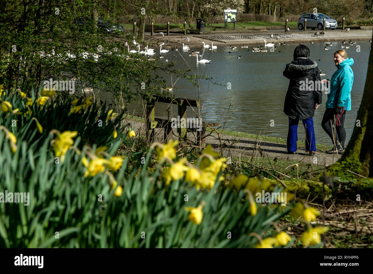 Bolton, Lancashire. 14. Mär 2019. UK Wetter: einem blustery Tag für die Narzissen in Mose Gate Country Park, Bolton, Lancashire. Das wechselhafte Wetter soll bis zum Wochenende im Nordwesten von England, um fortzufahren. Bild von Paul Heyes, Donnerstag, März 14, 2019 Credit: Paul Heyes/Alamy leben Nachrichten Stockfoto