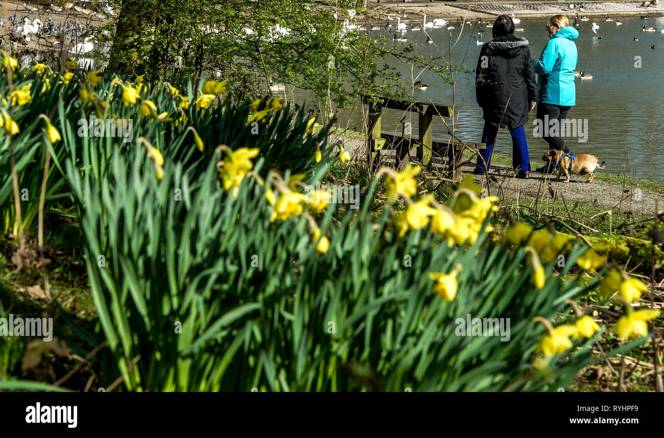 Bolton, Lancashire. 14. Mär 2019. UK Wetter: einem blustery Tag für die Narzissen in Mose Gate Country Park, Bolton, Lancashire. Das wechselhafte Wetter soll bis zum Wochenende im Nordwesten von England, um fortzufahren. Bild von Paul Heyes, Donnerstag, März 14, 2019 Credit: Paul Heyes/Alamy leben Nachrichten Stockfoto