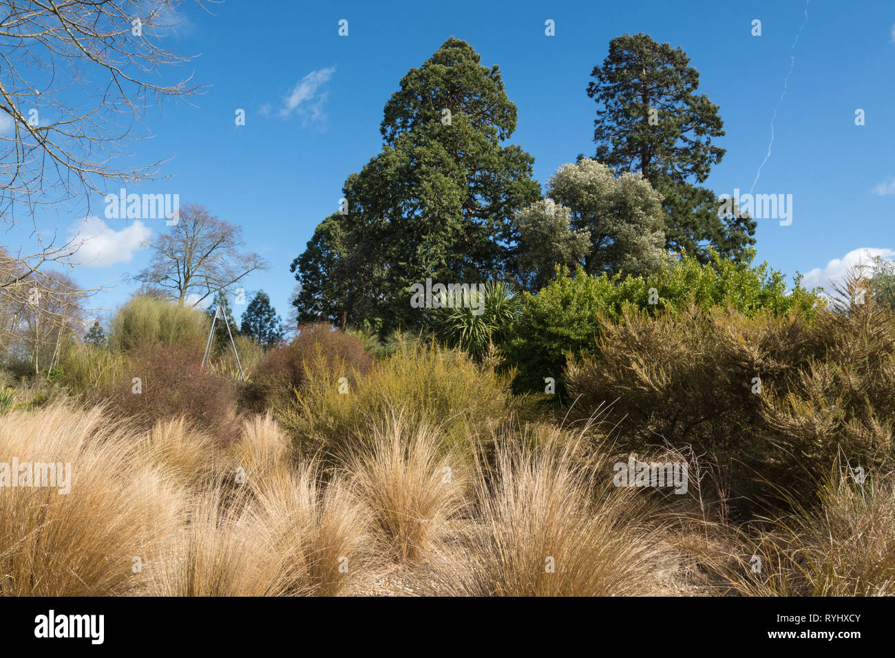 Blick auf den Garten in Neuseeland Savill Garden auf der Surrey/Berkshire, UK, im März Stockfoto
