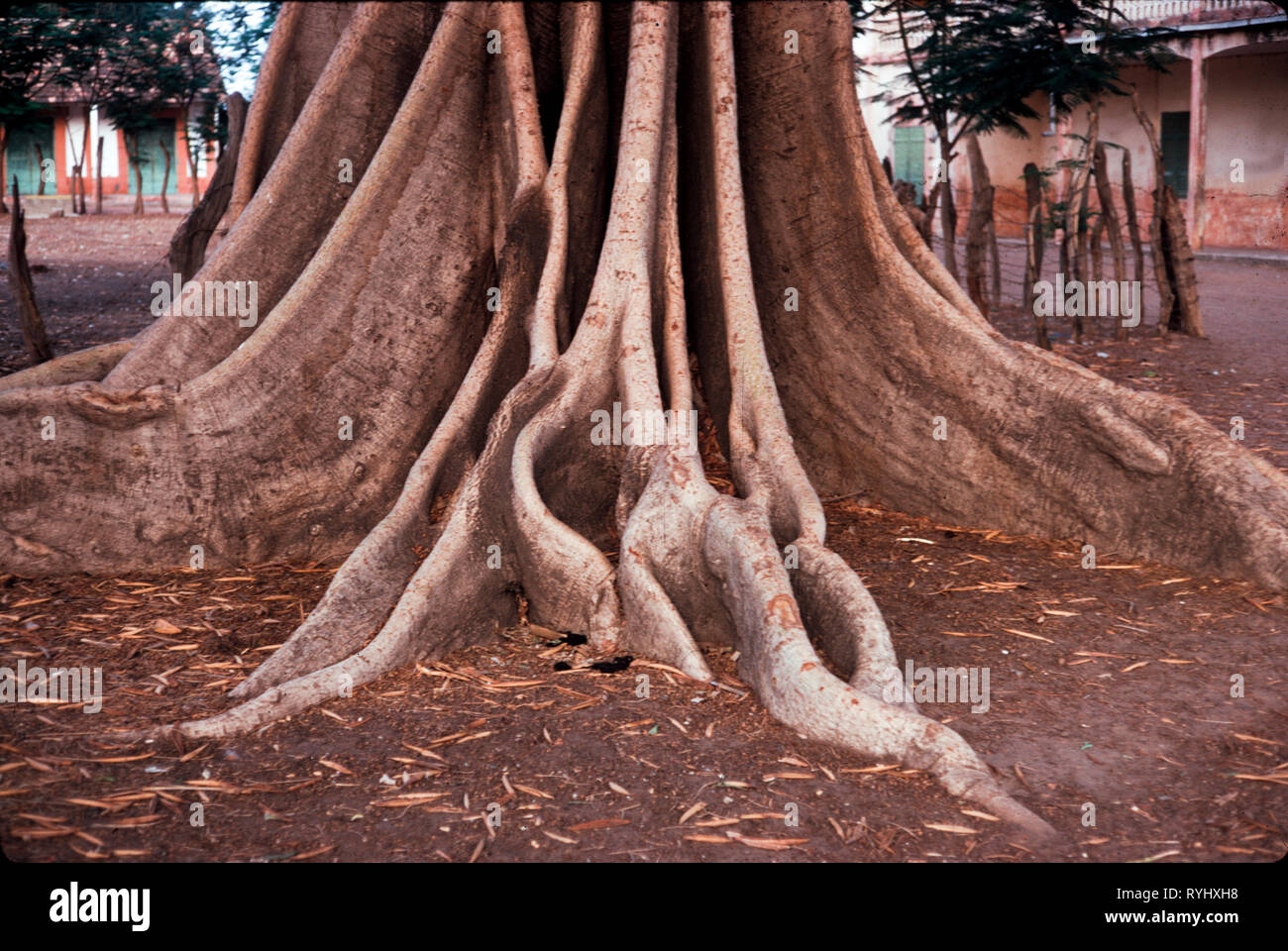 Baobob Baum in Senigal, Afrika Stockfoto