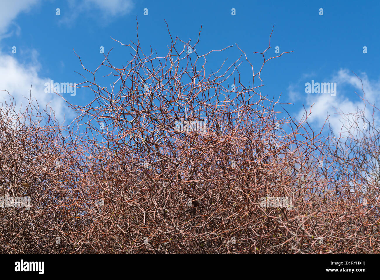 Muehlenbeckia astonii oder Strauchigen tororaro (wirebrush), eine endemische Neuseeland Strauch in der Familie Polygonaceae, in einer britischen Garten im März. Stockfoto