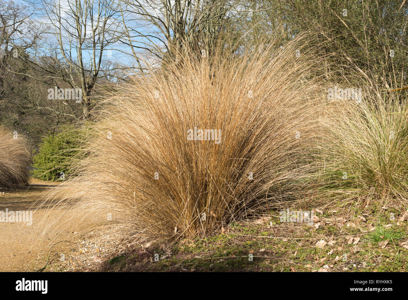 Chionochloa rubra, Red Tussock Gras, ein Neuseeland endemische Pflanze in  einer britischen Garten wachsenden Stockfotografie - Alamy