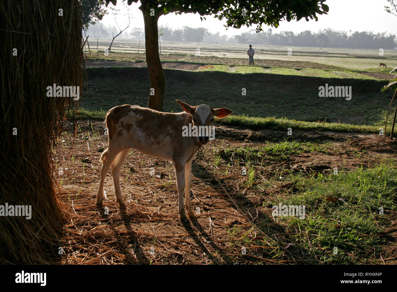 Bangladesch ein Kalb und am frühen Morgen Blick auf Ackerland vom Garo tribal Minderheit Haluaghat, Mymensingh region Foto von Sean Sprague Stockfoto