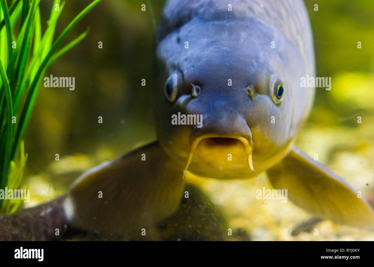 Lustige europäische Karpfen Gesicht in Nahaufnahme, beliebten Fisch aus den Gewässern der Eurasia Stockfoto