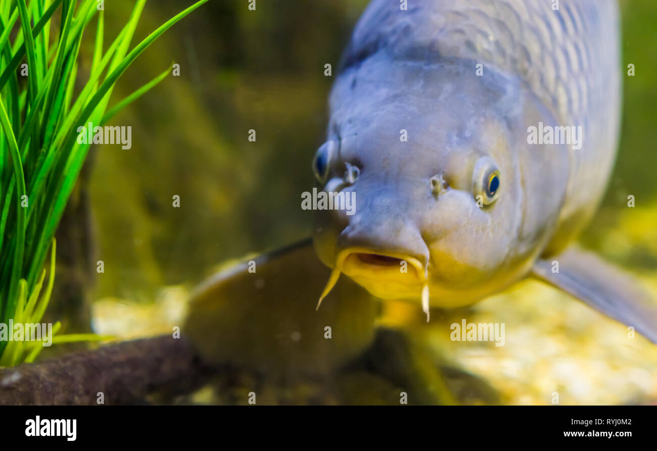 Lustige fisch Gesicht in Nahaufnahme, europäische Karpfen, beliebten Fisch aus Europa Stockfoto