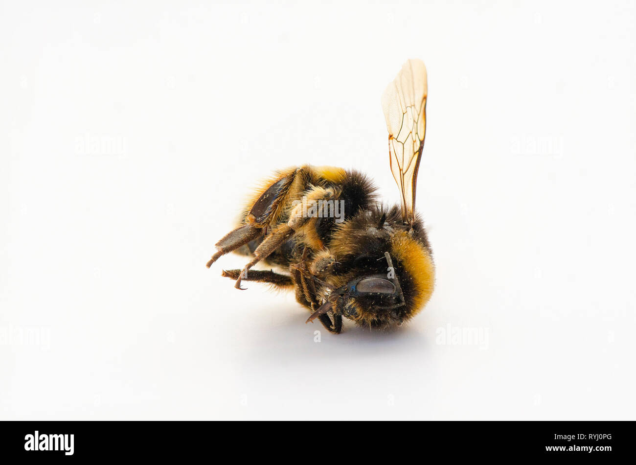 Hummel, Makro von toten Hummel auf weißem Hintergrund Stockfoto