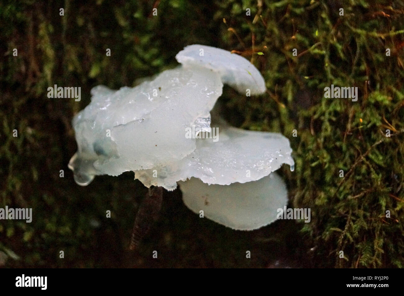 Pilz Trichterformig Weiss