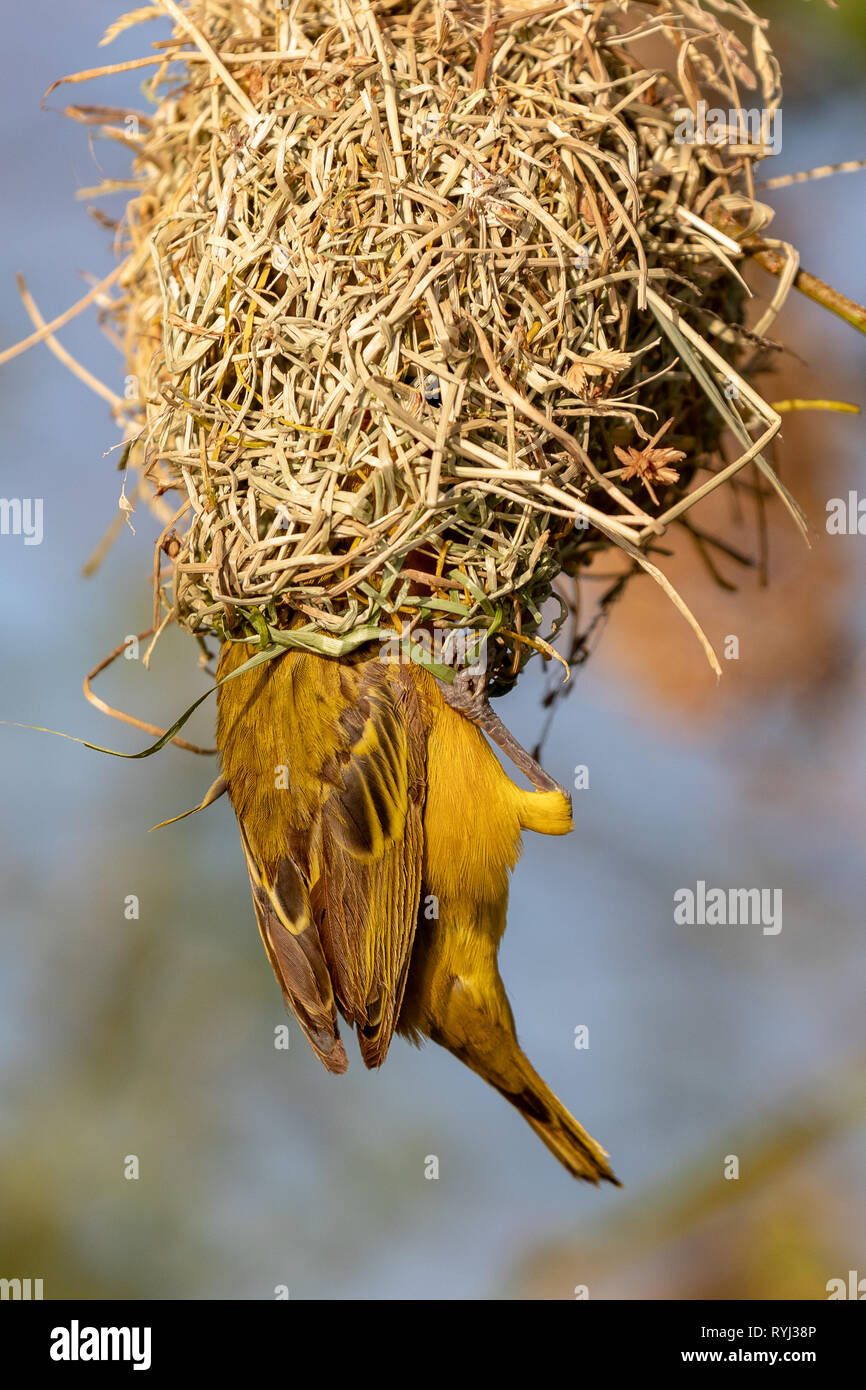 Männliche nördlichen Maskierte Weaver Vogel, Kenia Afrika Stockfoto