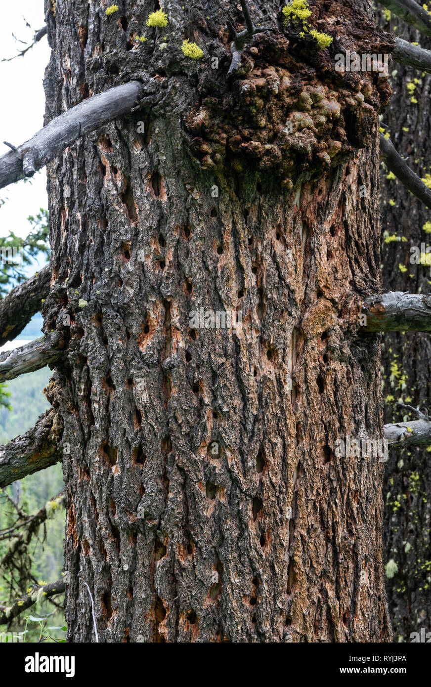 Baumstamm zerrissen durch Aktive spechte in Teton Wilderness Stockfoto