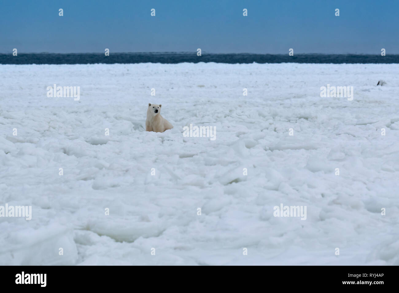 Churchill Eisbären beobachten aus der Ferne Stockfoto