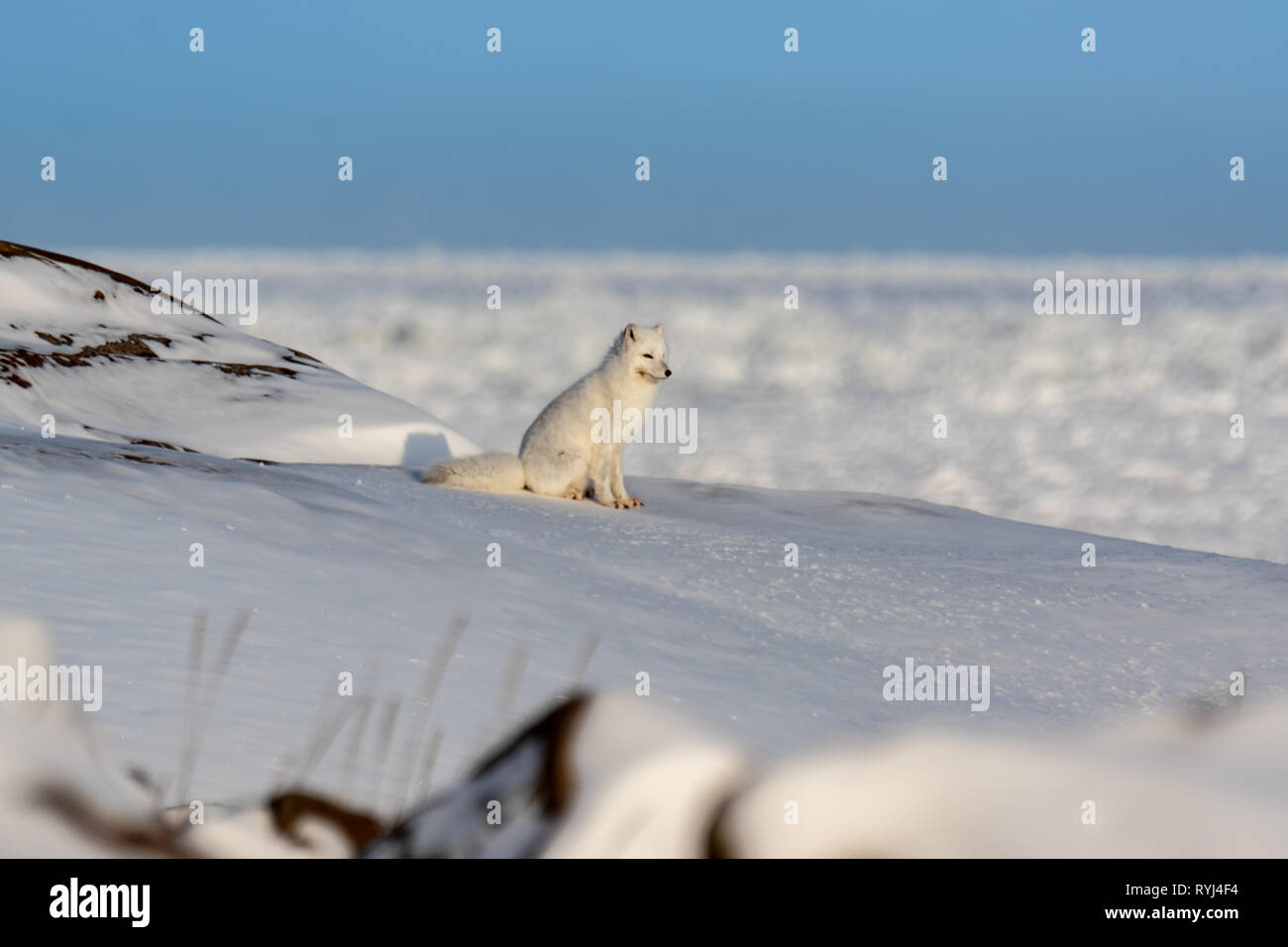 Polarfuchs beobachten in der Ferne Stockfoto